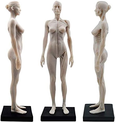 Doc.royal 11 polegadas feminina de anatomia humana de arte anatomia