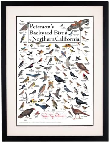 Sky da terra + água - Peters de Peterson, pássaros do norte da Califórnia - pôster
