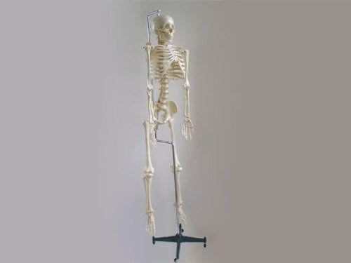 Modelo de esqueleto humano - versão de vida com coluna rígida espinhal