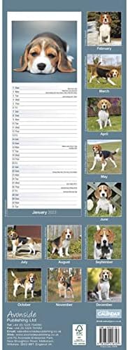 Beagle Slim 2023 Calendário do calendário de parede 2023 | Cacho de cão Slimline Calendário - 12 meses
