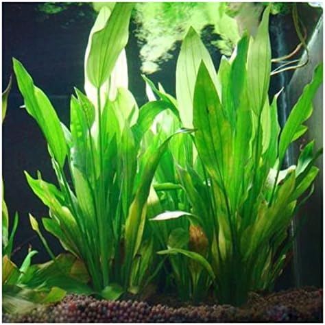 15cm/10cm Subaquático Ornamentos de plantas aquáticas artificiais para aquário Tanque de água verde