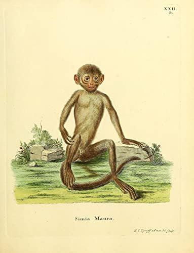 Indochina Black Langur Primate Monkey Vintage Wildlife Decor de escritório da sala de aula Zoologia
