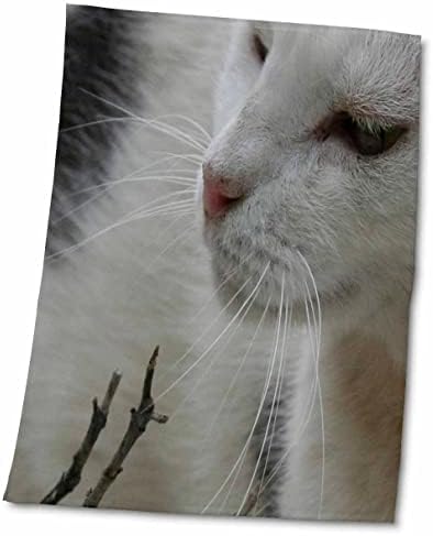 3DROSE A trilha do bigode - gato preto e branco, gato, gato, fofo, animal de estimação, animal