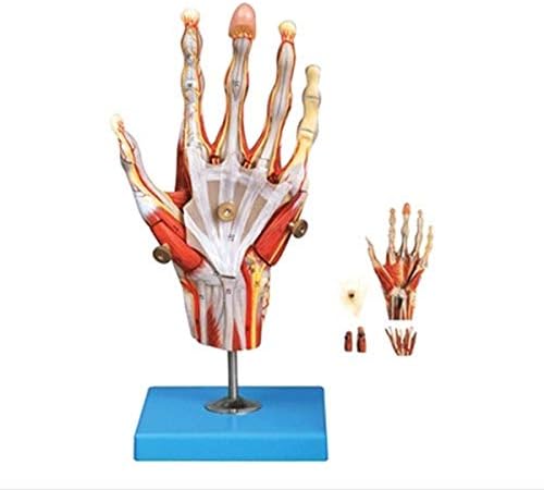 Modelo Anatômico de Palmina Fhuili - Modelo Educacional Músculo Mão e Modelo dos Vasos Sanguíneos - Vaso -Vantagens