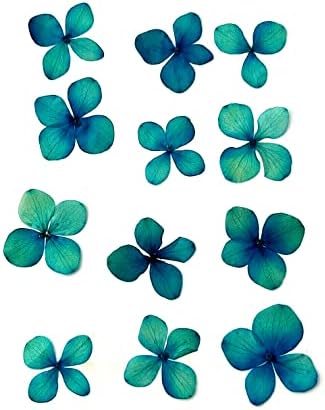12 trevo seco pressionado azul verde flor de 1,5 fazendo arte de scrapbooking arte