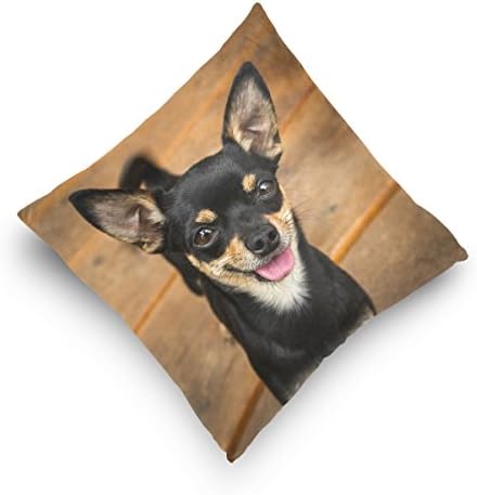 Hokkien fofo sorridente preto chihuahua decorativo arremesso de almofada de almofada de almofada para sofá-chouro de carro de dupla face 18 x 18 polegadas