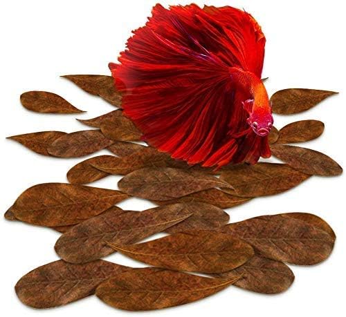 SunGrow 50 PCs Catappa Indian Almond Folhas para aquário de tanque de peixes Betta, folhas de condicionador de água de 2 ”, folha também adequada para camarão, peixe dourado, guppy e sapos