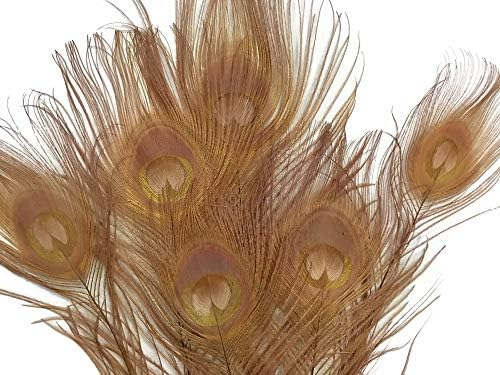 5 peças-penas de olho de cauda de pavão marrom marrom claro e tingido de 10 a 12 ”de comprimento
