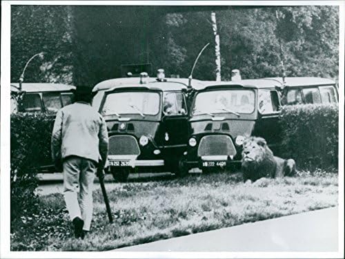 Foto vintage de um leão sentado na grama do divisor da estrada.