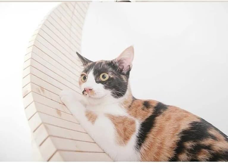 Badalo Pet, parede montada em madeira de gato sólido Plataforma de pular gato quadro de gato árvore gato parede de parede de gato desmontagem kitten trampolim de gatinho