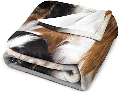 Cavalier King Charles Spaniel, cobertor de lã Blange Ultra Soff Cosy Clayt Blanket Clanta Cadeira Cadeira de