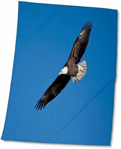3drose águia careca em vôo sobre o rio Mississippi, Alton, Illinois, EUA. - Toalhas