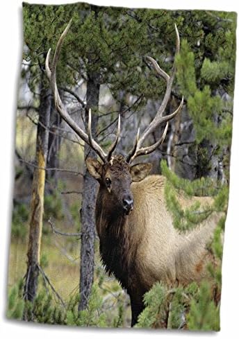 3d Rose Bull Elk em Pines, ouvindo Danger Yellowstone NP Wyoming. TWL_207462_1 Toalha, 15 x 22