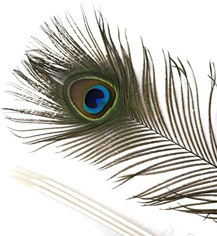 Penas de olho de pavão natural - 40-45 100pc de suprimento de artesanato decoração de casamento diy